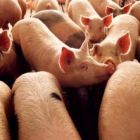 Suínos/Cepea: preço da carne suína tem a menor relação com a bovina