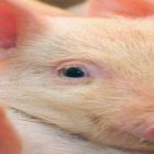 MSD Saúde Animal vacina um terço dos suínos produzidos no Brasil contra a ileíte