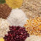Brasil será maior exportador de grãos do mundo em cinco anos