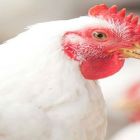Evolução de preços do frango e do suíno permanece muito aquém da registrada pelo boi
