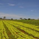 Adoção de tecnologias pode mitigar efeitos negativos da seca na produção agrícola