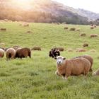 SC terá plano de desenvolvimento da ovinocultura