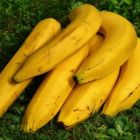 22 de setembro é comemorado o Dia Mundial da Banana