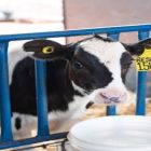 Manejo inicial de bezerras é essencial para o sucesso na pecuária leiteira