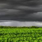 Volta da chuva contribui com desenvolvimento da soja no RS