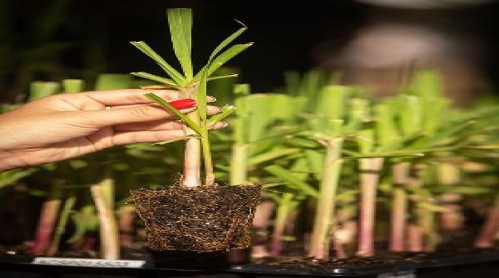 Sistema MPB tem revolucionado modo de plantar cana no Brasil