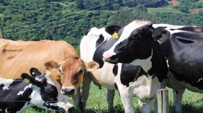 Atividade do leite vem sofrendo  intenso abandono por produtores rurais (Foto: divulgação).
