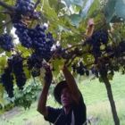 Produtores de vinho do Paraná investem no plantio de uvas finas