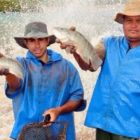 Sindicato rural de Laguna Carapã mobiliza piscicultores para assistência do SENAR/MS