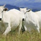 Demanda fraca pressiona para baixo o preço do sebo bovino