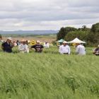 TecTrigo lança cultivar de alto rendimento em Castro/PR