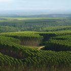 Goiás tem potencial para crescimento do setor de florestas plantadas