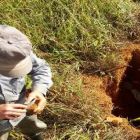 Projeto Carne Carbono Neutro promove um diferencial na pecuária de corte em Minas Gerais