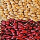 Brasil aposta na produção de pulses para alimentar Índia