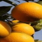 Safra de brasileira de laranja terá queda de 27% 