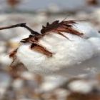 Cotações do algodão em pluma recuaram nos últimos dias, segundo dados do Cepea