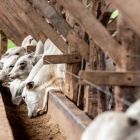 Tereos lança fórmula pronta para alimentação de bovinos