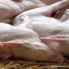 Os preços do suíno vivo estão em quedas no mercado doméstico