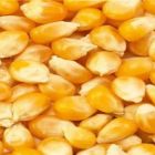 Começa a colheita do milho segunda safra 2023/2024 no MS