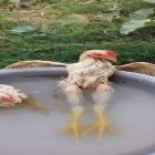 Na Hora do calor