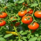 Cultivo de tomate 