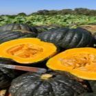 Na produção de cabotiá, florada não é sinônimo de colheita