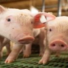 Censo inédito traça perfil da suinocultura e aponta potencial de expansão em Mato Grosso do Sul